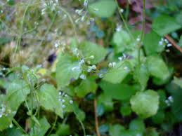 Attēlu rezultāti vaicājumam “Circaea alpina leaf”