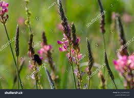 Attēlu rezultāti vaicājumam “Onobrychis arenaria bud”