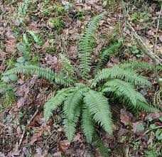Attēlu rezultāti vaicājumam “Polystichum aculeatum”