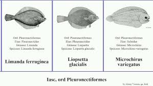 Image result for Liopsetta glacialis
