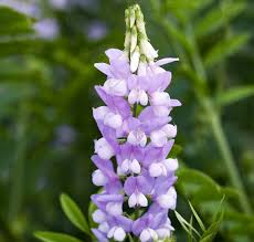 Attēlu rezultāti vaicājumam “Galega orientalis flower”