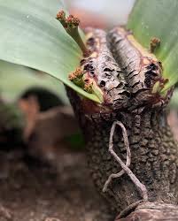 Attēlu rezultāti vaicājumam “Bulbochaete mirabilis”