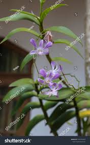 Attēlu rezultāti vaicājumam “Lobelia dortmanna flower”