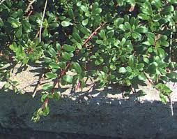 Attēlu rezultāti vaicājumam “Exobasidium uvae-ursi”