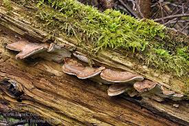 Attēlu rezultāti vaicājumam “Bjerkandera fumosa”