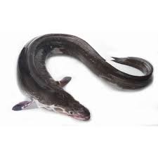 Image result for Conger conger