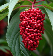 Attēlu rezultāti vaicājumam “Sambucus racemosa fruit”