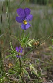 Attēlu rezultāti vaicājumam “Viola tricolor subsp. curtisii flower”