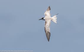 Attēlu rezultāti vaicājumam “Sterna hirundo adult”