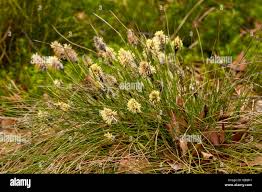 Attēlu rezultāti vaicājumam “Carex caryophyllea flower”