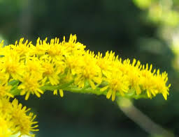 Image result for Solidago virgaurea