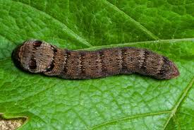 Attēlu rezultāti vaicājumam “Deilephila elpenor larva”