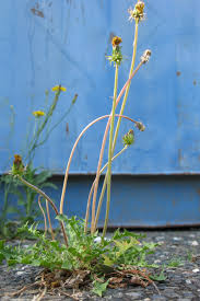 Attēlu rezultāti vaicājumam “Taraxacum officinale aggr.”