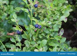 Attēlu rezultāti vaicājumam “Vaccinium myrtillus fruit”