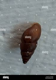 Attēlu rezultāti vaicājumam “Ena montana”