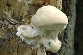 Attēlu rezultāti vaicājumam “Aurantiporus fissilis”