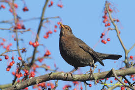 Attēlu rezultāti vaicājumam “Turdus merula female”
