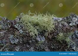 Attēlu rezultāti vaicājumam “Usnea filipendula”