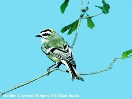 Attēlu rezultāti vaicājumam “Muscicapidae”