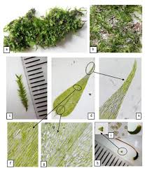 Attēlu rezultāti vaicājumam “Rhynchostegiella tenella sporophyte”