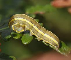 Attēlu rezultāti vaicājumam “Ceramica pisi”