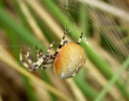 Attēlu rezultāti vaicājumam “Araneus quadratus female”