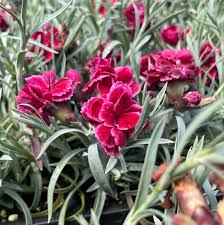 Image result for Dianthus