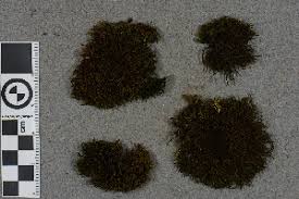 Attēlu rezultāti vaicājumam “Schistidium robustum”