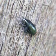 Attēlu rezultāti vaicājumam “Phyllotreta sp.”