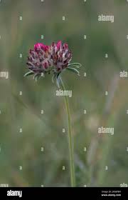 Image result for Anthyllis vulneraria rubra
