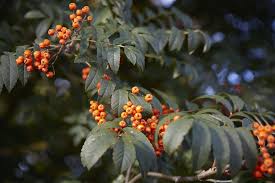 Attēlu rezultāti vaicājumam “Sorbus”