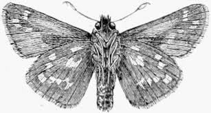 Attēlu rezultāti vaicājumam “Tischeria complanella larva”