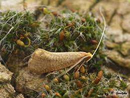 Attēlu rezultāti vaicājumam “Nematopogon sp.”