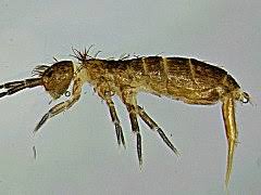 Attēlu rezultāti vaicājumam “Heteromurus nitidus”