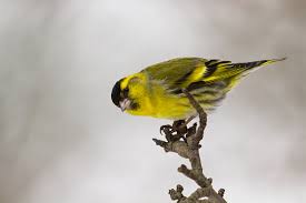Attēlu rezultāti vaicājumam “Carduelis spinus male”