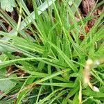 Attēlu rezultāti vaicājumam “Carex digitata fruit”