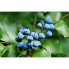 Attēlu rezultāti vaicājumam “Mahonia aquifolium fruit”