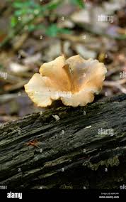 Attēlu rezultāti vaicājumam “Polyporus tubaeformis”