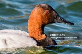 Image result for Aythya valisineria