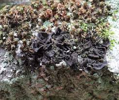 Attēlu rezultāti vaicājumam “Collema flaccidum”