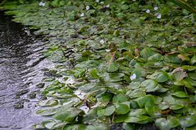 Attēlu rezultāti vaicājumam “Hydrocharis morsus-ranae bud”