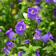 Image result for Campanula medium
