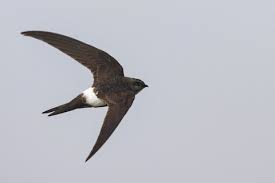 Image result for Apus pacificus