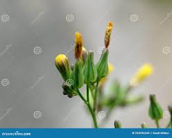 Attēlu rezultāti vaicājumam “Oxalis corniculata fruit”