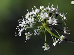 Attēlu rezultāti vaicājumam “Cicuta virosa flower”