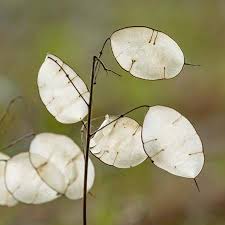 Attēlu rezultāti vaicājumam “Erophila verna fruit”