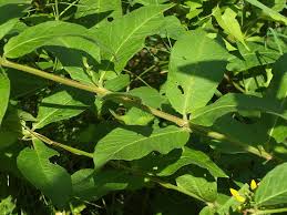 Attēlu rezultāti vaicājumam “Lysimachia vulgaris leaf”
