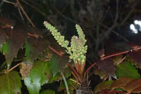 Attēlu rezultāti vaicājumam “Mahonia aquifolium bud”