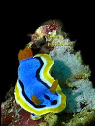 Attēlu rezultāti vaicājumam “Octosporella jungermanniarum”