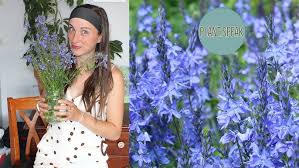 Attēlu rezultāti vaicājumam “Veronica austriaca subsp. teucrium leaf”